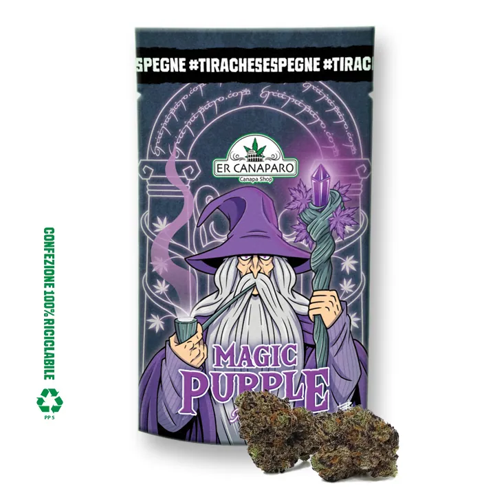 Magic Purple cannabis indoor er canaparo
