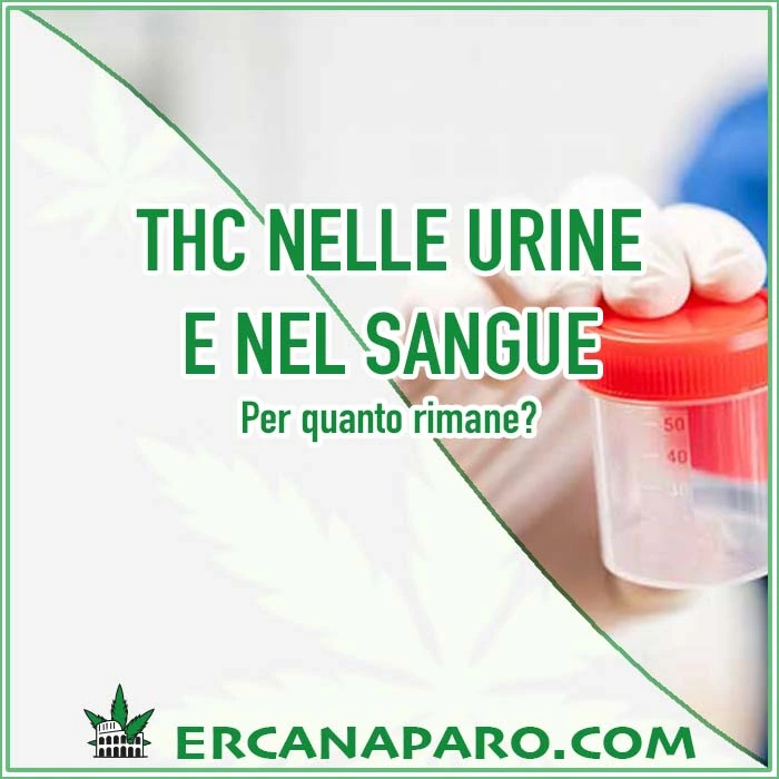 Thc nelle urine e thc nel sangue