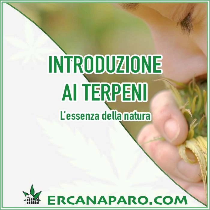 Terpeni cosa sono