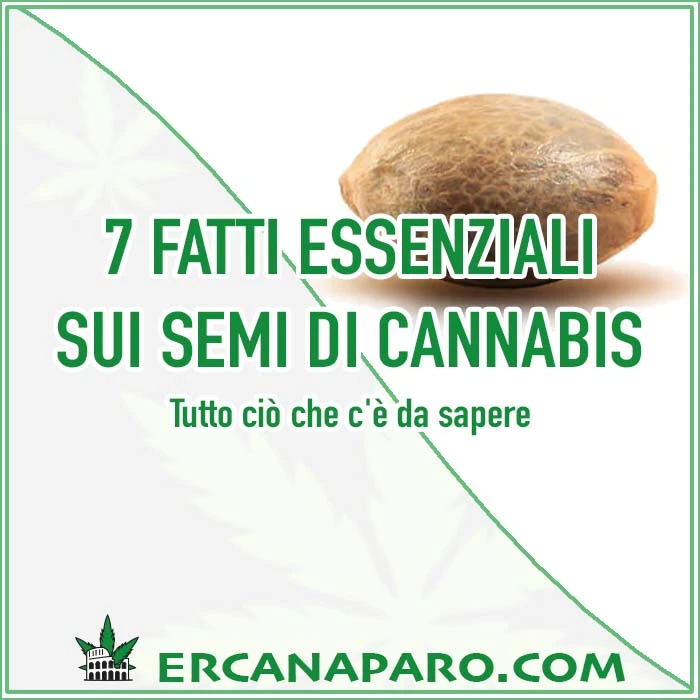 semi di cannabis, semi di marjuana, semi erba, semi autofiorenti