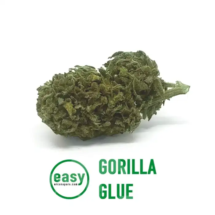 Linea Easy - cannabis legale