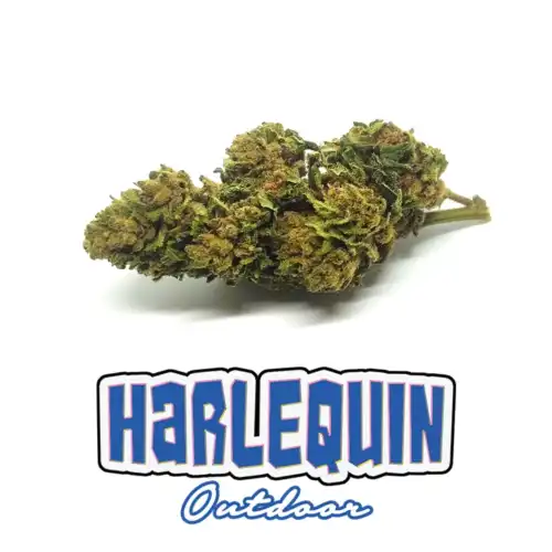 Harlequin - Er canaparo - Cannabis Light