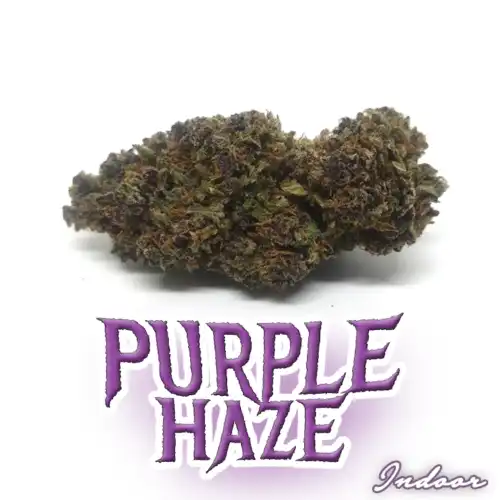 Erba legale - er canaparo - Purple Haze
