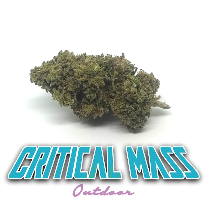 Critical Mass - Cannabis Light