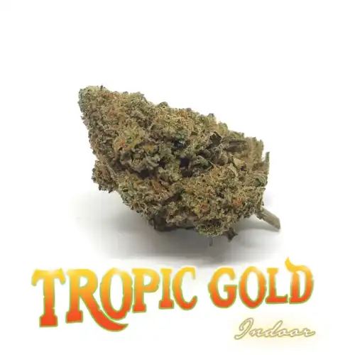 Tropic Gold - Cannabis CBD