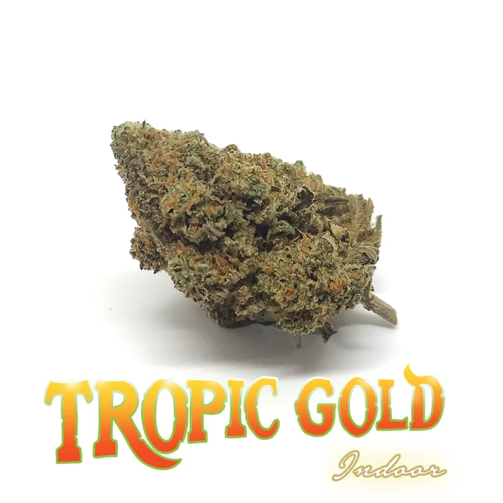Tropic Gold - Cannabis CBD